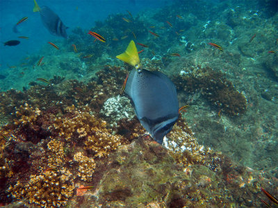 CostaRicaUW-35R Surgeonfish.jpg