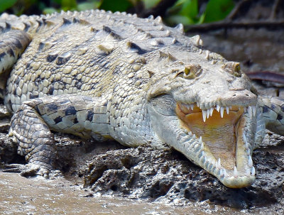 Sierpe Crocodile.jpg