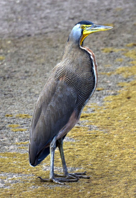 Costa Rica November 2015. Biota