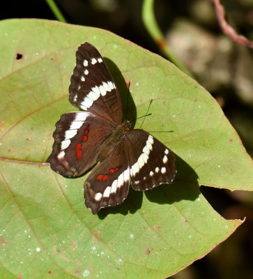 Banded Peacock Butterfly.jpg