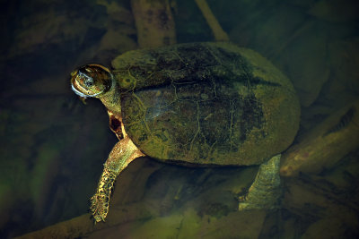 Black turtle.jpg