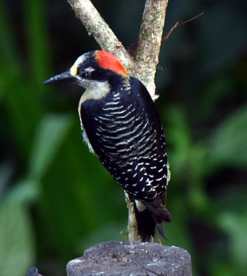 Black-cheeked Woodpecker1.jpg