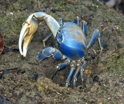 Blue crab.jpg