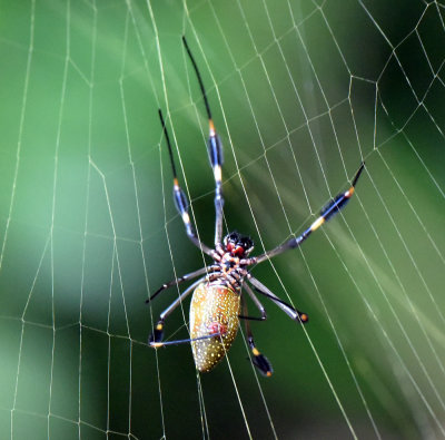 Golden Orb Spider, female.jpg