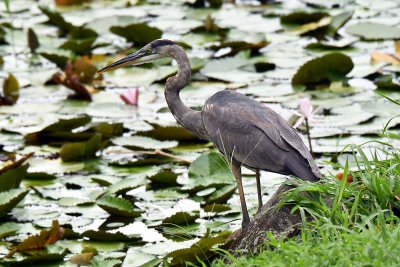 Great Blue Heron waiting.jpg