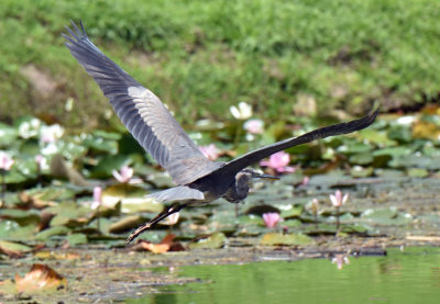 Great Blue Heron.jpg