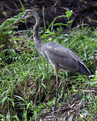 Great Blue Heron2.jpg