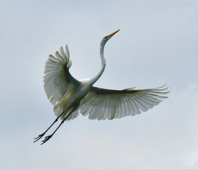 Great Egret flying.jpg