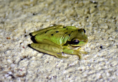 Masked Tree Frog.jpg