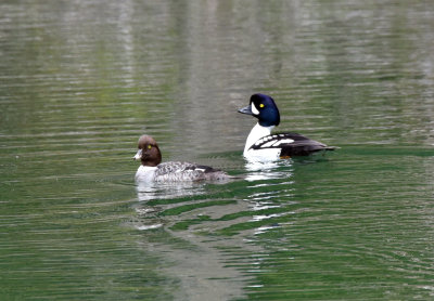 Barrow's Goldeneye pair.jpg