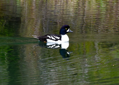 Barrow's Goldeneye.jpg