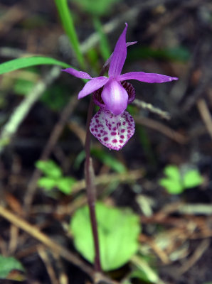 Calypso bulbosa.jpg