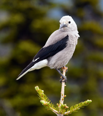 Clark's Nutcracker 1.jpg