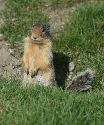 Columbian Ground Squirrel.jpg
