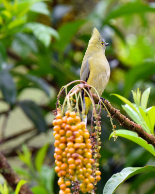 Long-tailed Silky Flycatcher.jpg