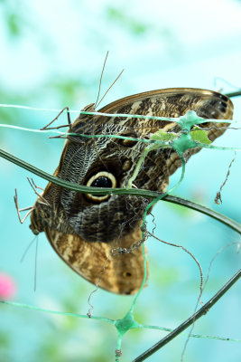 Mating Butterflys.jpg