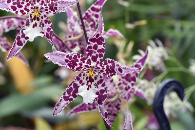 Odontoglossum.jpg