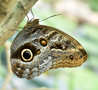 Owl Butterfly.jpg