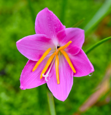 Zephyr lily.jpg