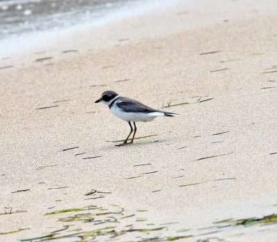 Semipalmated Plover.jpg