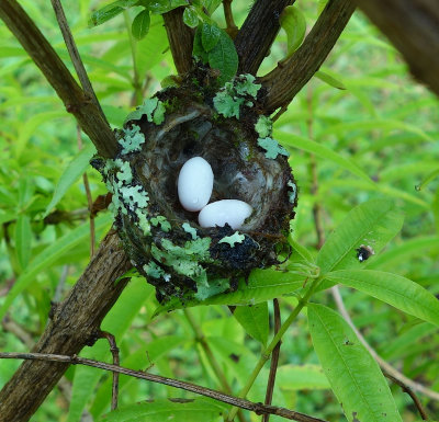 Hummingbird Nest.jpg