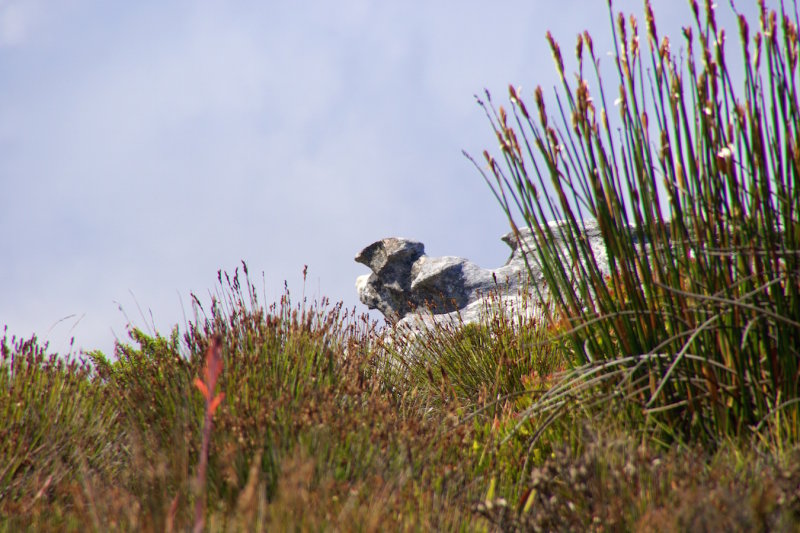 19.TABLE MOUNTAIN-CTOWN.jpg