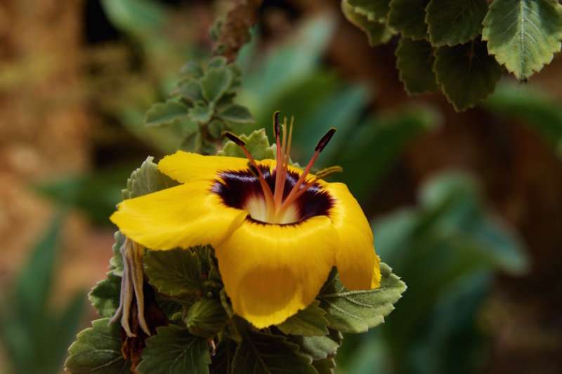 39.KIRSTENBOSCH BOTANICAL GARDENS-CTOWN.jpg