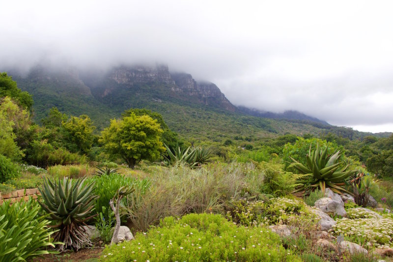 41.KIRSTENBOSCH BOTANICAL GARDENS-CTOWN.jpg
