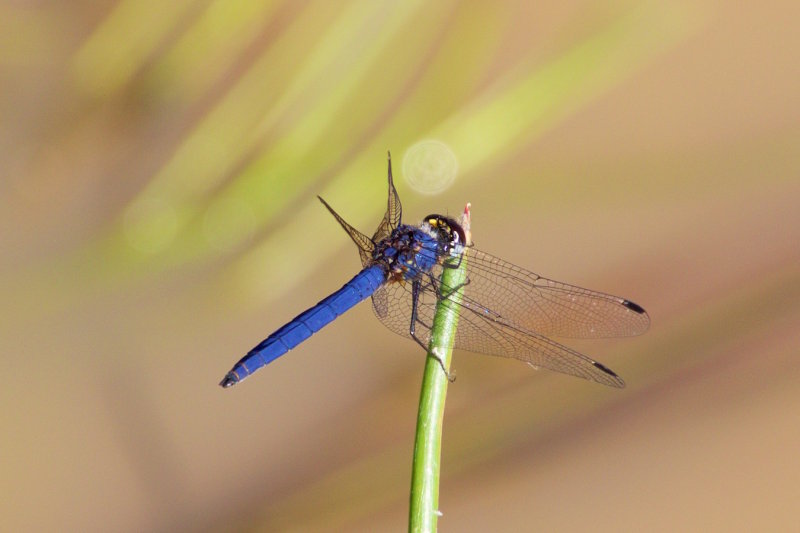 72.Dragonfly-ADDO ELEPHANT LODGE-EASTERN CAPE.jpg