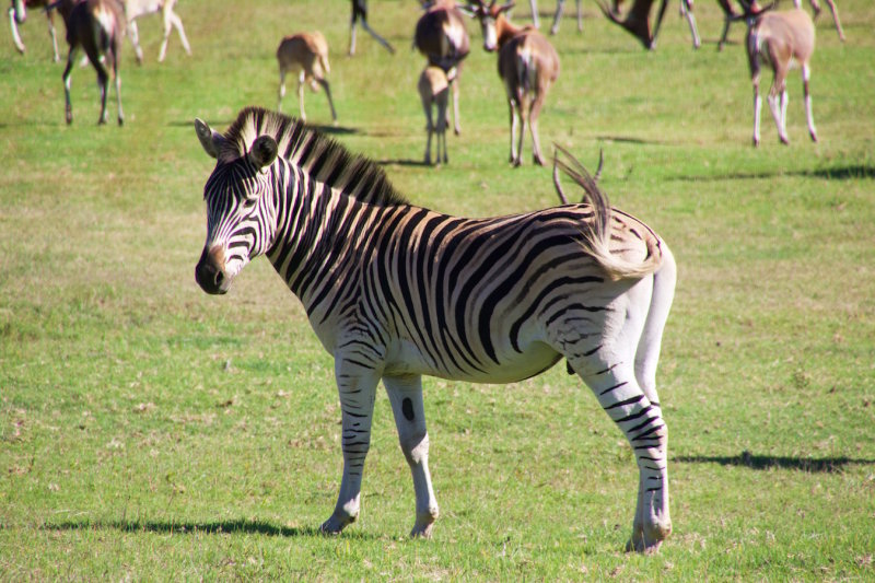 73.ADDO ELEPHANT LODGE-EASTERN CAPE.jpg