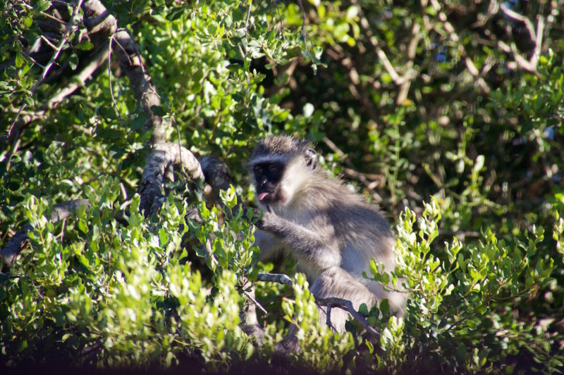 75.ADDO ELEPHANT LODGE-EASTERN CAPE.jpg