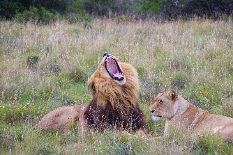 93.SCHOTIA SAFARIS PRIVATE RESERVE-EASTERN CAPE.jpg