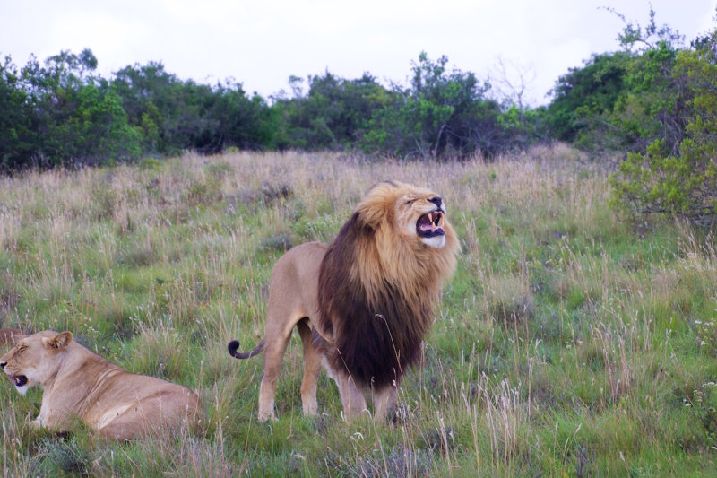 94.SCHOTIA SAFARIS PRIVATE RESERVE-EASTERN CAPE.jpg