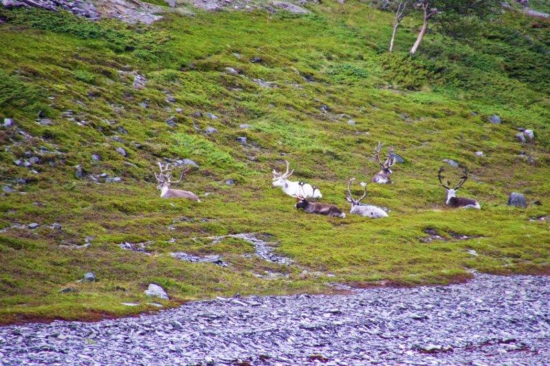 From Mehamn to Troms