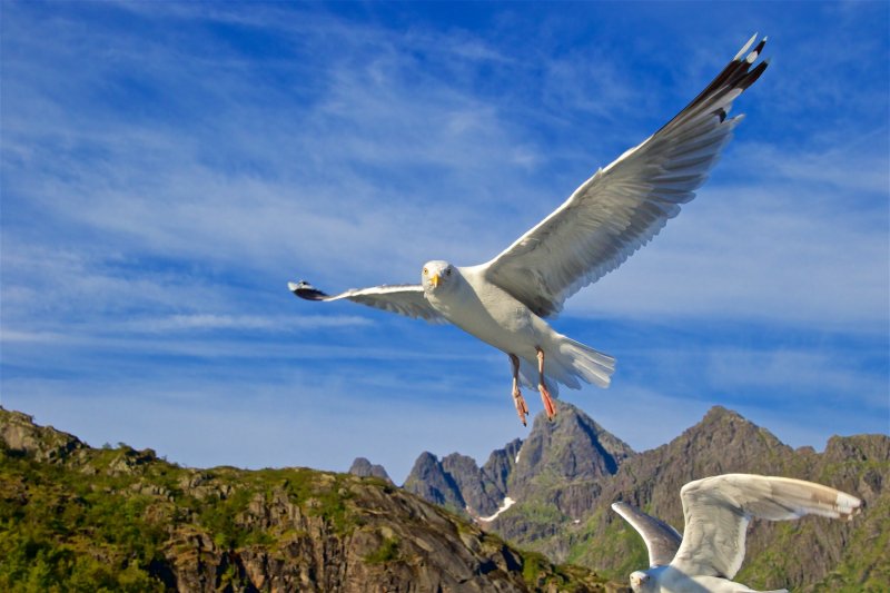 Sea eagles and the Trollfjord