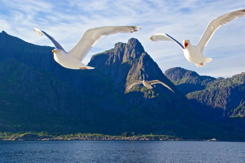 Sea eagles and the Trollfjord