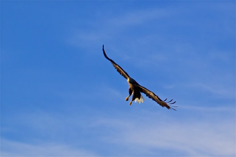 Sea eagles and the Trollfjord