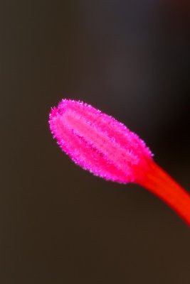 Pistil 2x