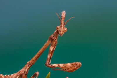 E.pennata (nimph)