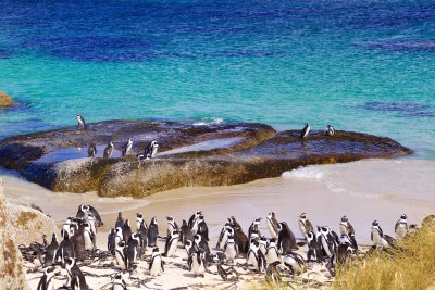 31.CAPE PENINSULA-Cape Penguins at BOULDERS BEACH.jpg