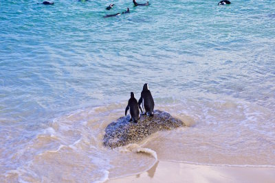 32.CAPE PENINSULA-BOULDERS BEACH-Cape Penguins at BOULDERS BEACH.jpg
