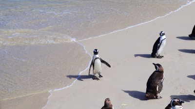 33.CAPE PENINSULA-BOULDERS BEACH-Cape Penguins at BOULDERS BEACH.jpg