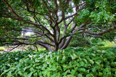 36.KIRSTENBOSCH BOTANICAL GARDENS-CTOWN.jpg