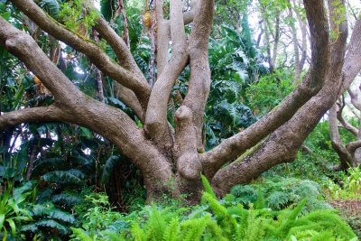 40.KIRSTENBOSCH BOTANICAL GARDENS-CTOWN.jpg