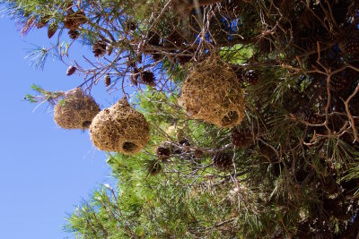 59.WEAVER BIRD NESTS-THE KAROO-WESTERN CAPE.jpg