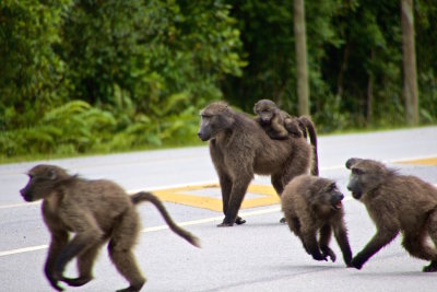 66.BABOONS-STORMS RIVER-WESTERN CAPE.jpg