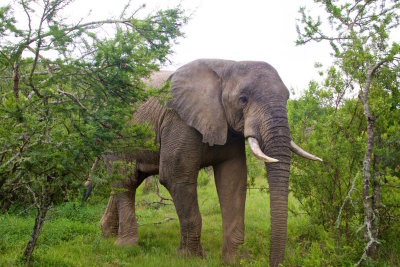 67.MUKWA-ADDO ELEPHANT LODGE-EASTERN CAPE.jpg