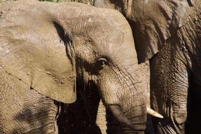 68. Elephant toilette-ADDO ELEPHANT LODGE-EASTERN CAPE.jpg