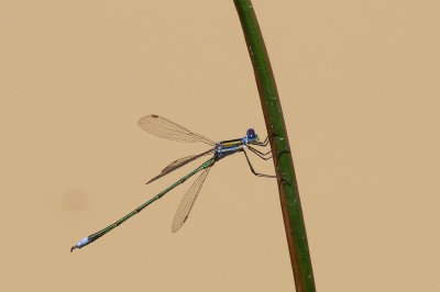 69.Dragonfly-ADDO ELEPHANT LODGE-EASTERN CAPE.jpg