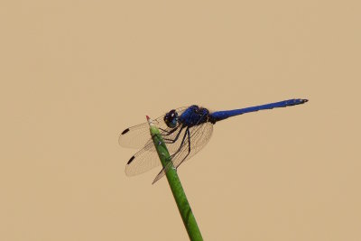 70.Dragonfly-ADDO ELEPHANT LODGE-EASTERN CAPE.jpg